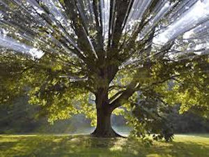 Shawnee Park