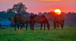 Kentucky Bluegrass
